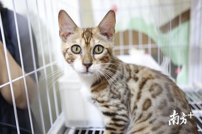 萌寵盛宴 深圳國(guó)際寵物展今日火熱開幕，全方位寵物服務(wù)點(diǎn)亮愛(ài)寵生活