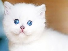 鞍山英國短毛貓領養指南與寵物服務全解析